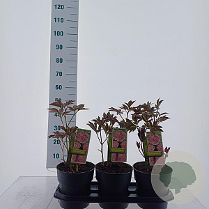 Paeonia (LD) 'Sarah Bernhardt' 40-50 cm 3,0L