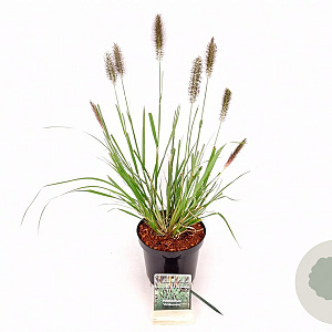 Pennisetum alopecuroides viridesc. 30-40 cm 3,0L