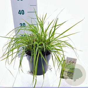 Pennisetum alopecuroides viridesc. 30-40 cm 3,0L