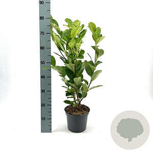 Prunus I. 'Rotundifolia' 40-50 cm 3,0L