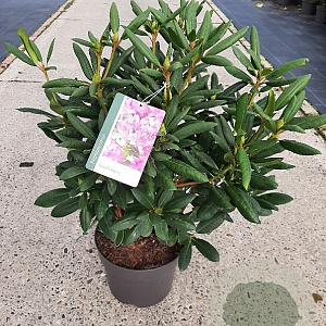 Rhododendron 'Roseum Elegans' 50 cm 7,5L