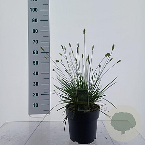 Sesleria nitida 50-60 cm 6,5L