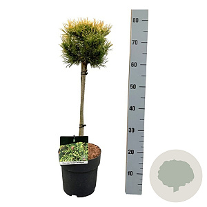 Pinus mugo 'Carsten's Wintergold' 40 cm stam 5,0L