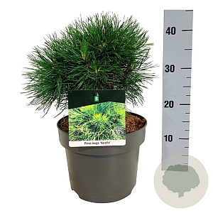 Pinus mugo 'Varella' 20-25 cm