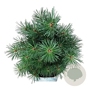 Pinus sylv. 'Watereri' 20-25 cm
