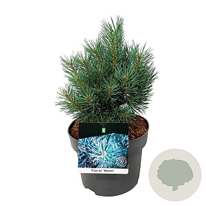 Pinus sylv. 'Watereri' 20-25 cm