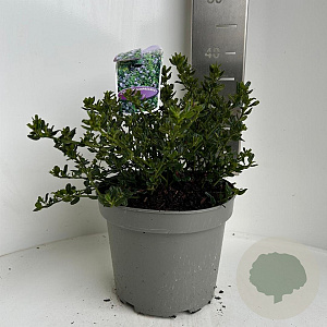 Ceanothus impressus 'Victoria' 30-40 cm 5,0L