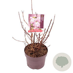 Deutzia hybrida 'Strawberry Fields' 50-60 cm 30L