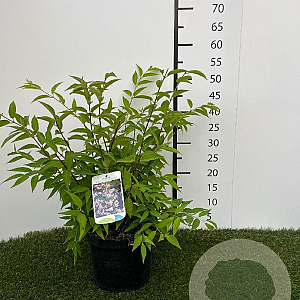 Deutzia purp. 'Kalmiiflora' 40-50 cm 3,0L