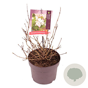 Deutzia purp. 'Kalmiiflora' 50-60 cm 30L