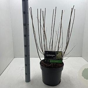 Hydrangea pan. 'Limelight' 40-50 cm 7,5L