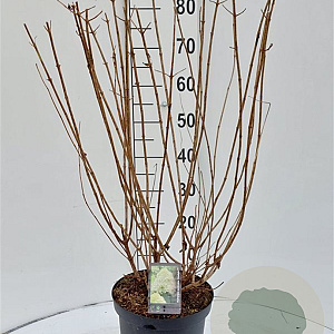 Hydrangea pan. 'Limelight' 60-80 cm 7,5L