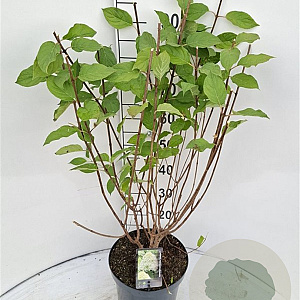 Hydrangea pan. 'Limelight' 60-80 cm 7,5L