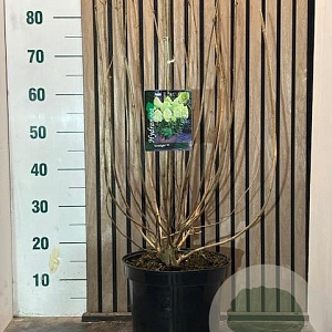 Hydrangea pan. 'Limelight' 60-80 cm 7,5L