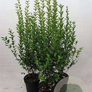 Ligustrum ovalifolium 80-100 cm 7,5L
