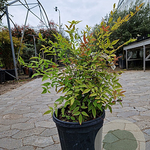 Nandina domestica 50-60 cm 10L