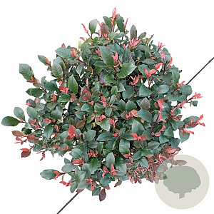 Photinia fraseri 'Little Fenna' 30-40 cm 10L