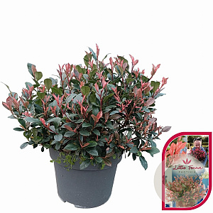 Photinia fraseri 'Little Fenna' 30-40 cm 10L