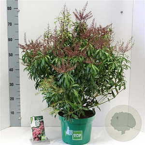 Pieris jap. 'Passion' 40 cm 7,5L