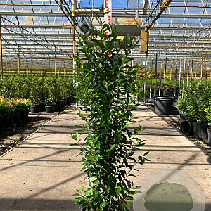 Prunus l. 'Angustifolia' 120-140 cm 15L