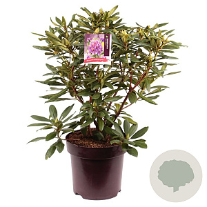 Rhododendron 'Marcel Menard' 60 cm 13L
