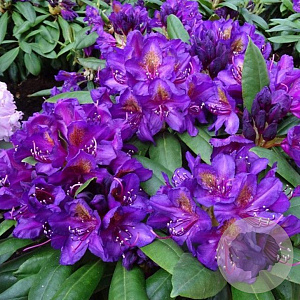 Rhododendron 'Marcel Menard' 60 cm 13L