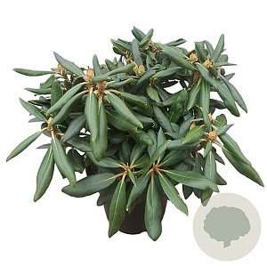 Rhododendron (Y) 'Polaris' 25-30 cm 5,0L