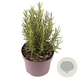 Rosmarinus officinalis 20-25 cm 2,0L
