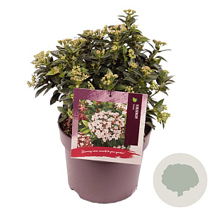 Viburnum tinus 30 cm 7,5L