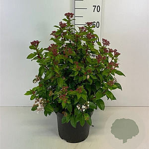 Viburnum tinus 40-50 cm 10L