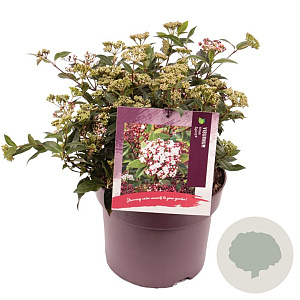 Viburnum tin. Spirit 30-35 cm 7,5L