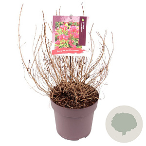 Weigela Picobella Rosso 30-35 cm 10L