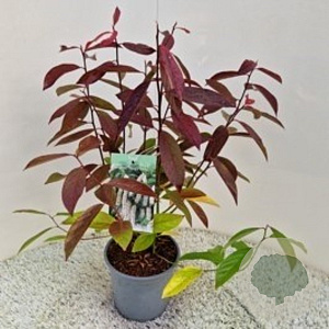 Itea virginica 'Henry's Garnet' 25-30 cm 2,5L