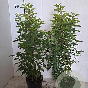 Prunus l. 'Angustifolia' 40-60 cm 3,0L