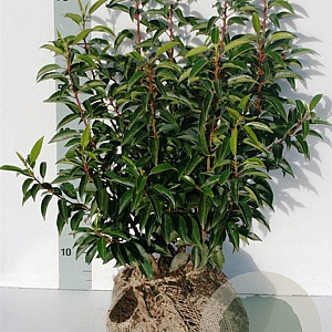 Prunus l. 'Angustifolia' 40-60 cm met kluit struik