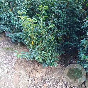 Prunus l. 'Angustifolia' 60-80 cm met kluit