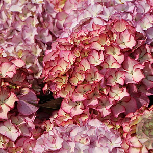 Hydrangea m. Adula GM 2,0L
