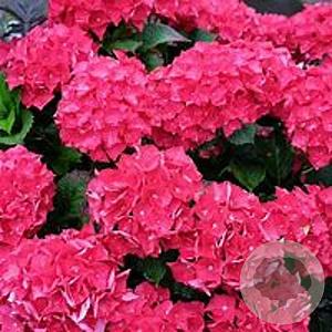 Hydrangea macrophylla 'Hot Red' GM 2,0L