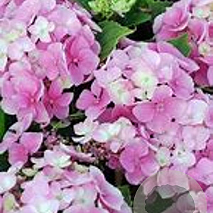 Hydrangea macrophylla 'Messalina' GM 2,0L