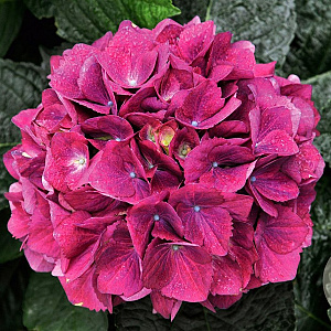 Hydrangea m. Amsterdam Paars GM 2,0L