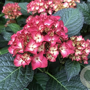 Hydrangea macrophylla 'Red Angel' GM 2,0L