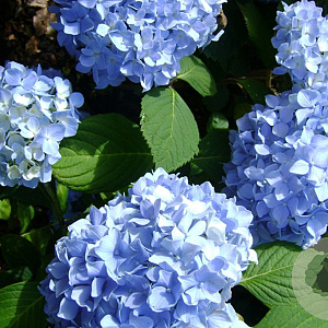 Hydrangea m. Blue Buck GM 2,0L