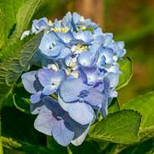 Hydrangea m. 'Bodensee' GM 2,0L