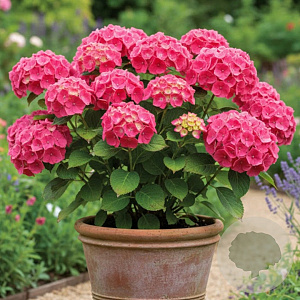 Hydrangea m. 'Constellation' GM 2,0L