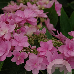 Hydrangea m. 'Dart's Romance' GM 2,0L