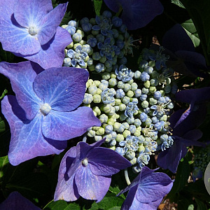 Hydrangea m. 'Eisvogel' GM 2,0L