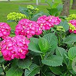 Hydrangea m. 'Glowing Embers' GM 2,0L