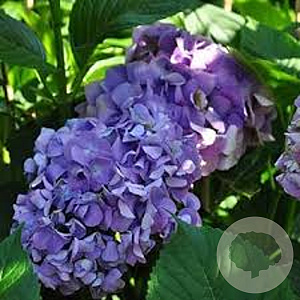Hydrangea m. 'Gertrud Glahn' GM 2,0L