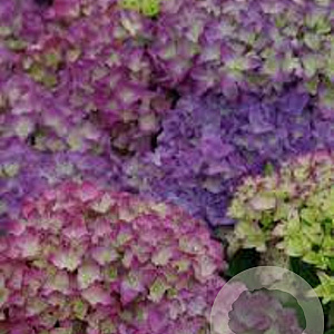 Hydrangea m. 'Hobergine' GM 2,0L
