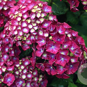 Hydrangea m. 'Holehird Purple' GM 2,0L